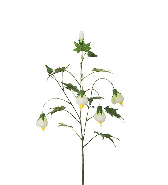 Hovedbilde Blomsterlönn - Mr Plant