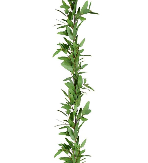 Hovedbilde eucalyptus Girlang 160 cm- Grønn  - Mr Plant