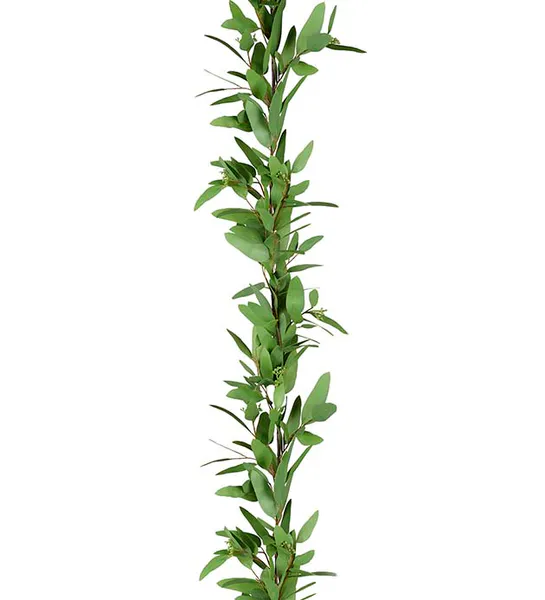 Hovedbilde eucalyptus Girlang 160 cm- Grønn  - Mr Plant